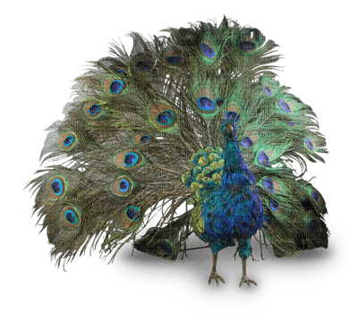 peacock - δωρεάν png