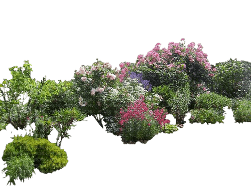 buisson - Free PNG