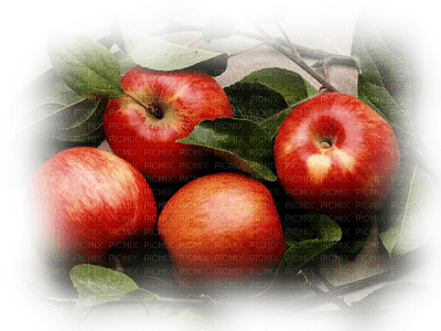 manzanas - ilmainen png