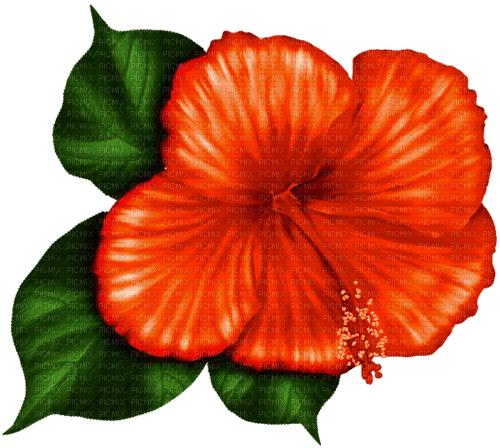 Tropical.Flower.Orange - δωρεάν png