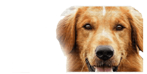 A Dog's Purpose Bailey - 免费PNG