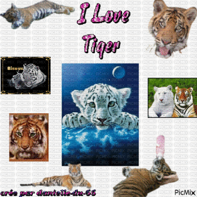 I Love Tiger - Δωρεάν κινούμενο GIF