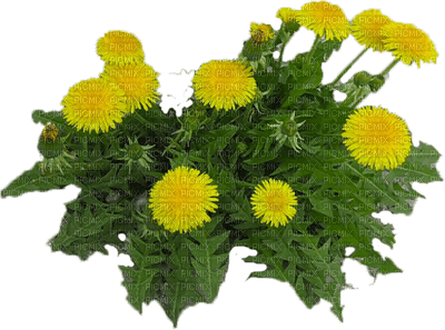 Kaz_Creations Deco Flowers Dandelion Flower - png ฟรี