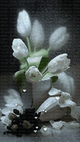 MMarcia gif tulipa tulip tulipe - Ücretsiz animasyonlu GIF