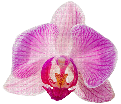 orchids pink bp - PNG gratuit