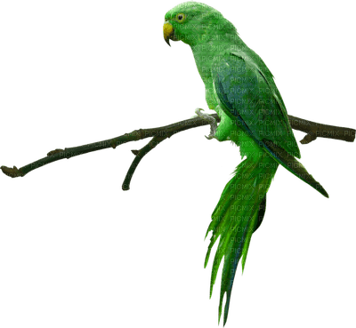 Parrot birds bp - png ฟรี