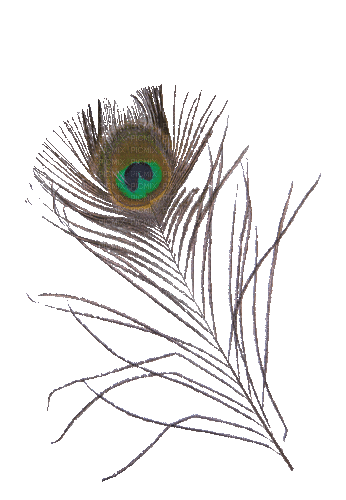 Peacock feather - Gratis animerad GIF