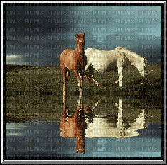 horses - Free animated GIF