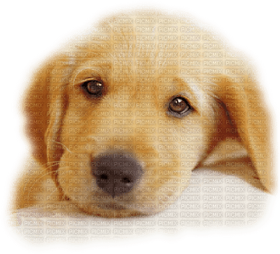 Kaz_Creations Dogs Dog Animals - фрее пнг