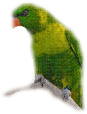 patymirabelle oiseau perroquet - PNG gratuit