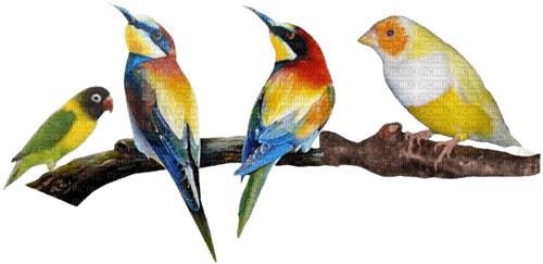 Oiseaux - kostenlos png