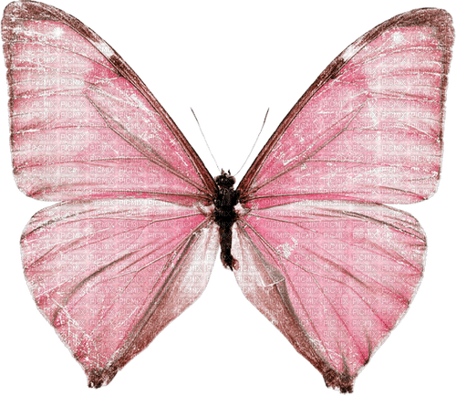 mariposa rosa deco dubravka4 - kostenlos png