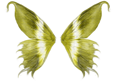 flügel wings - ingyenes png
