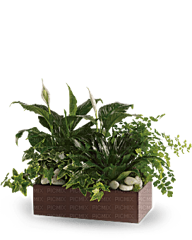 Kaz_Creations Deco Flowers Vase Colours Plant - besplatni png