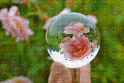 ROSES IN WATER DROP - Nemokamas animacinis gif