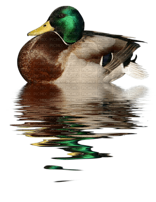 Kaz_Creations Birds Bird Duck - PNG gratuit