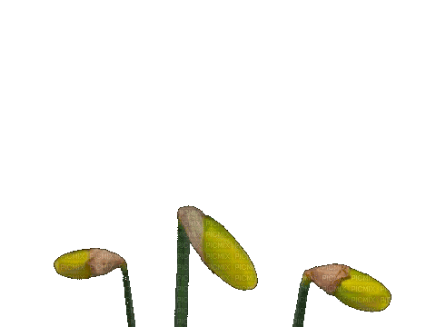 Цветок - Ilmainen animoitu GIF