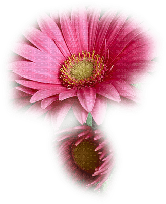 Kaz_Creations Deco Flowers Colours Flower - darmowe png