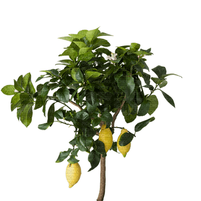 limon - nemokama png