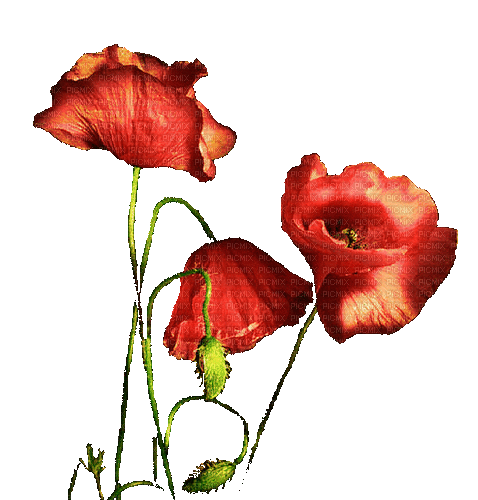 Poppies.Poppy.Coquelicots.Red.gif.Victoriabea - Animovaný GIF zadarmo