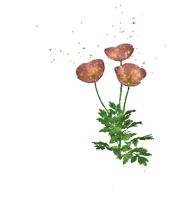 fleur marron.Cheyenne63 - Безплатен анимиран GIF