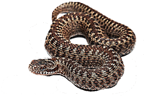 snake - Gratis geanimeerde GIF