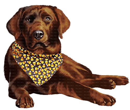 Dog Autumn - Labrador Retriever - бесплатно png