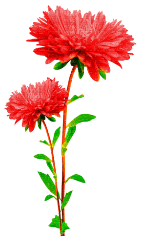 Flowers.Red - bezmaksas png