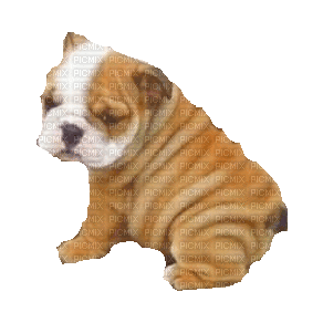 Bulldog Puppy - Бесплатный анимированный гифка