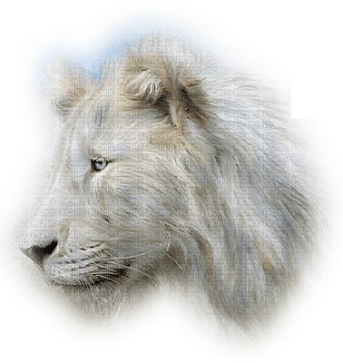lion bp - nemokama png