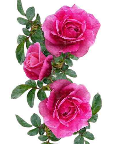 pink roses border - bezmaksas png