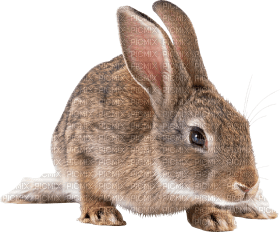 rabbit katrin - Free PNG