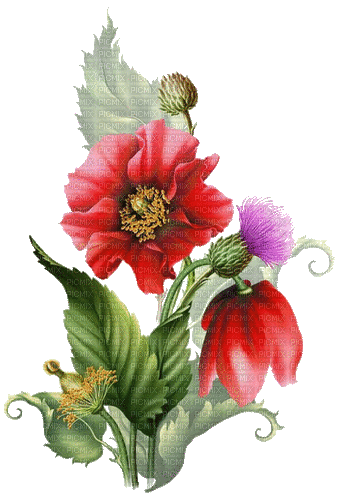 summer flowers  poppy seed thistle - Gratis geanimeerde GIF