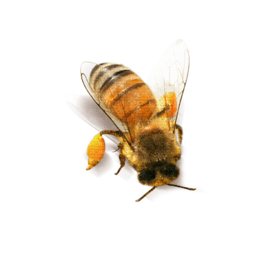Kaz_Creations Bees Bee - bezmaksas png
