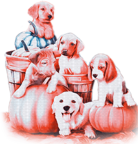 soave animals vintage autumn dog friends pumpkin - PNG gratuit