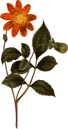 dahlia orange flower sunshine3 - png gratuito