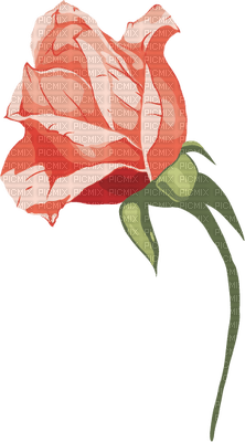 All My Roses - png gratuito