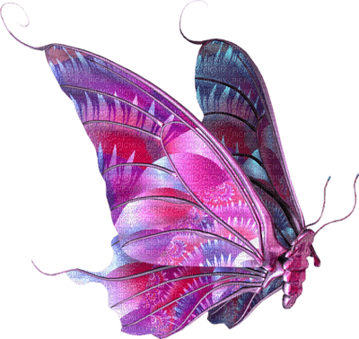 butterfly butterflies bp - png gratis