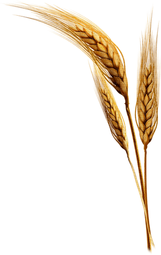 Dried grain - PNG gratuit