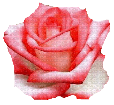 trandafir 32 - png gratis