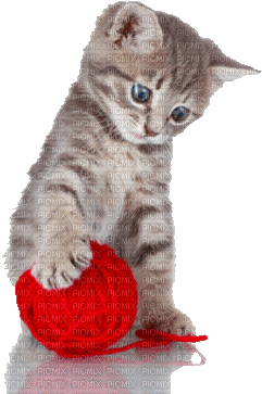 fond autumn automne chat cat - GIF animado gratis