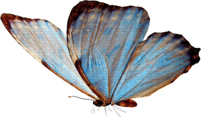 BLUE BUTTERFLY - I - 免费PNG