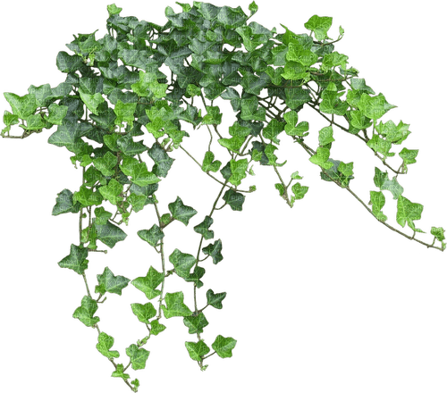 листья - besplatni png