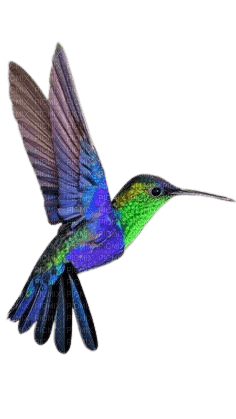 oiseau colibri - png ฟรี