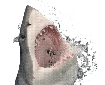 shark bp - kostenlos png