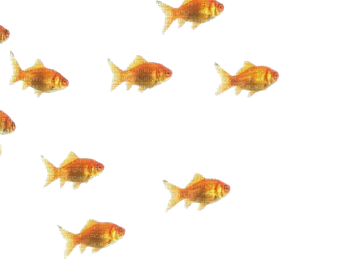 goldfish - GIF animado gratis