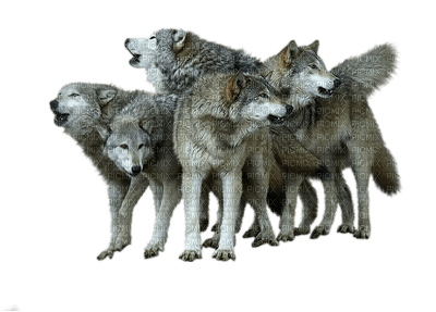 wolves - besplatni png