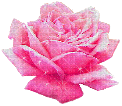 PINK ROSE - Free animated GIF
