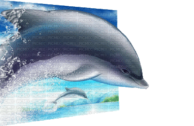 dolphins bp - Ilmainen animoitu GIF