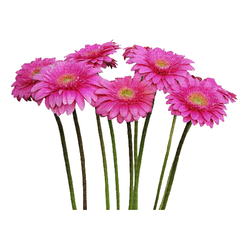 Flores rosadas - GIF animé gratuit